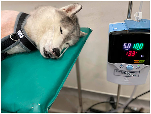 Perro-en-medio-de-oxigenoterapia