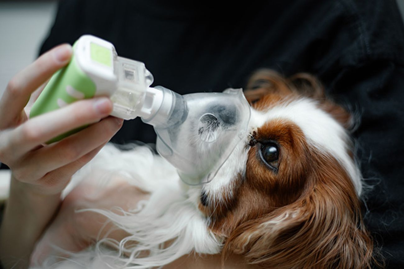 El uso de oxígeno gaseoso en veterinaria